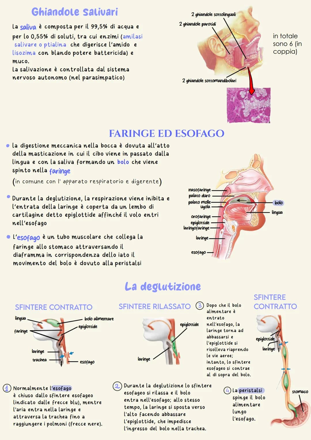 organi del tratto gastrointestinale
2
un tubo digerente che è composto da:
bocca
faringe
• esofago
- stomaco
ano
È il complesso degli organi