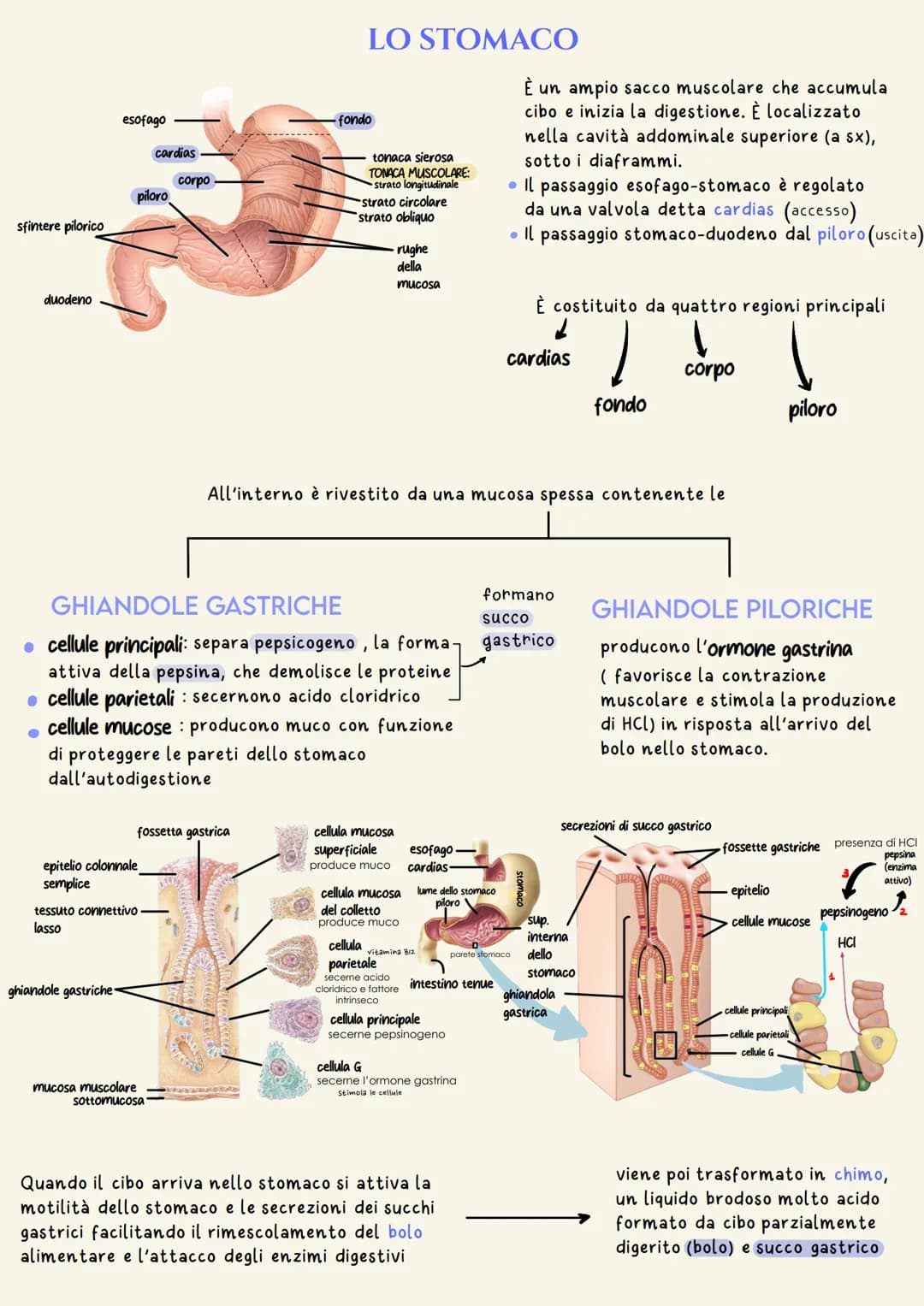 organi del tratto gastrointestinale
2
un tubo digerente che è composto da:
bocca
faringe
• esofago
- stomaco
ano
È il complesso degli organi