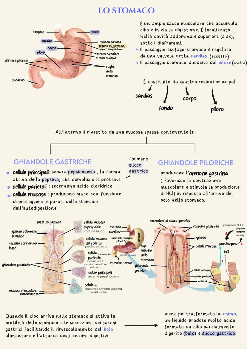 organi del tratto gastrointestinale
2
un tubo digerente che è composto da:
bocca
faringe
• esofago
- stomaco
ano
È il complesso degli organi