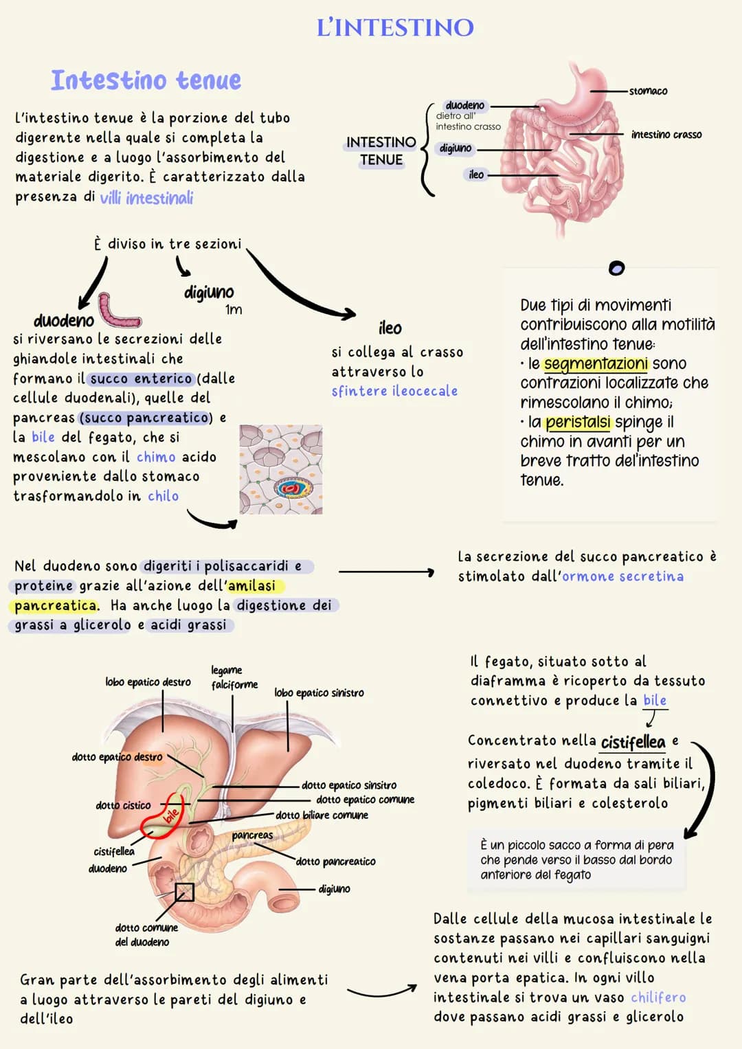 organi del tratto gastrointestinale
2
un tubo digerente che è composto da:
bocca
faringe
• esofago
- stomaco
ano
È il complesso degli organi