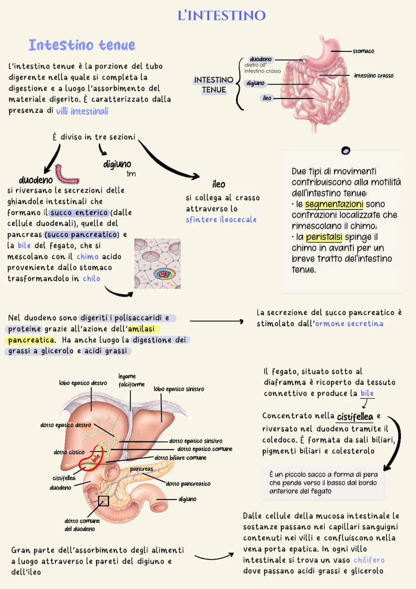 organi del tratto gastrointestinale
2
un tubo digerente che è composto da:
bocca
faringe
• esofago
- stomaco
ano
È il complesso degli organi