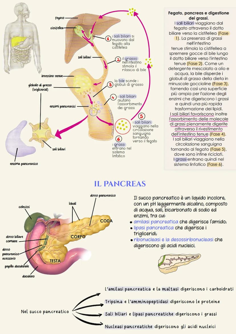 organi del tratto gastrointestinale
2
un tubo digerente che è composto da:
bocca
faringe
• esofago
- stomaco
ano
È il complesso degli organi