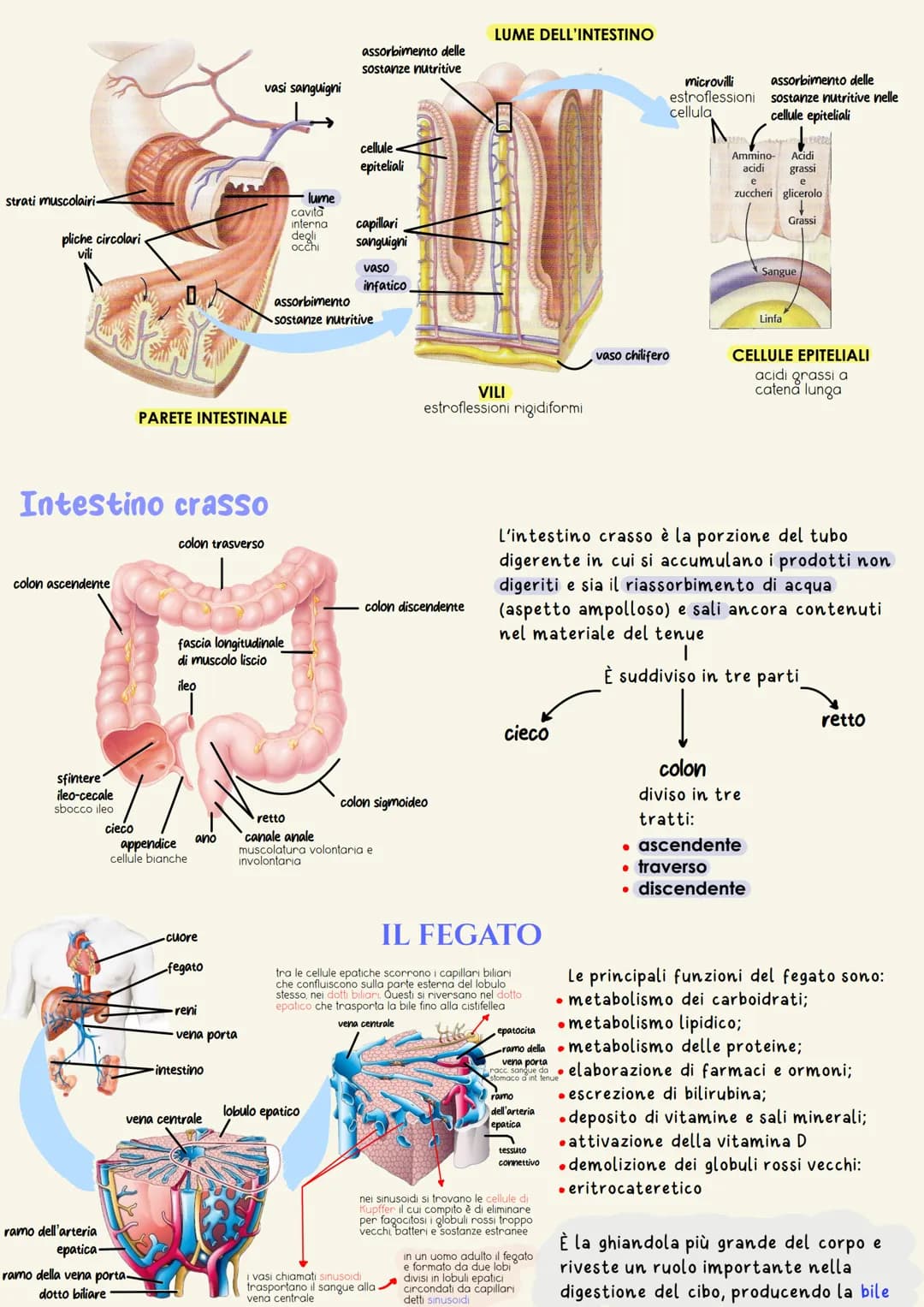 organi del tratto gastrointestinale
2
un tubo digerente che è composto da:
bocca
faringe
• esofago
- stomaco
ano
È il complesso degli organi