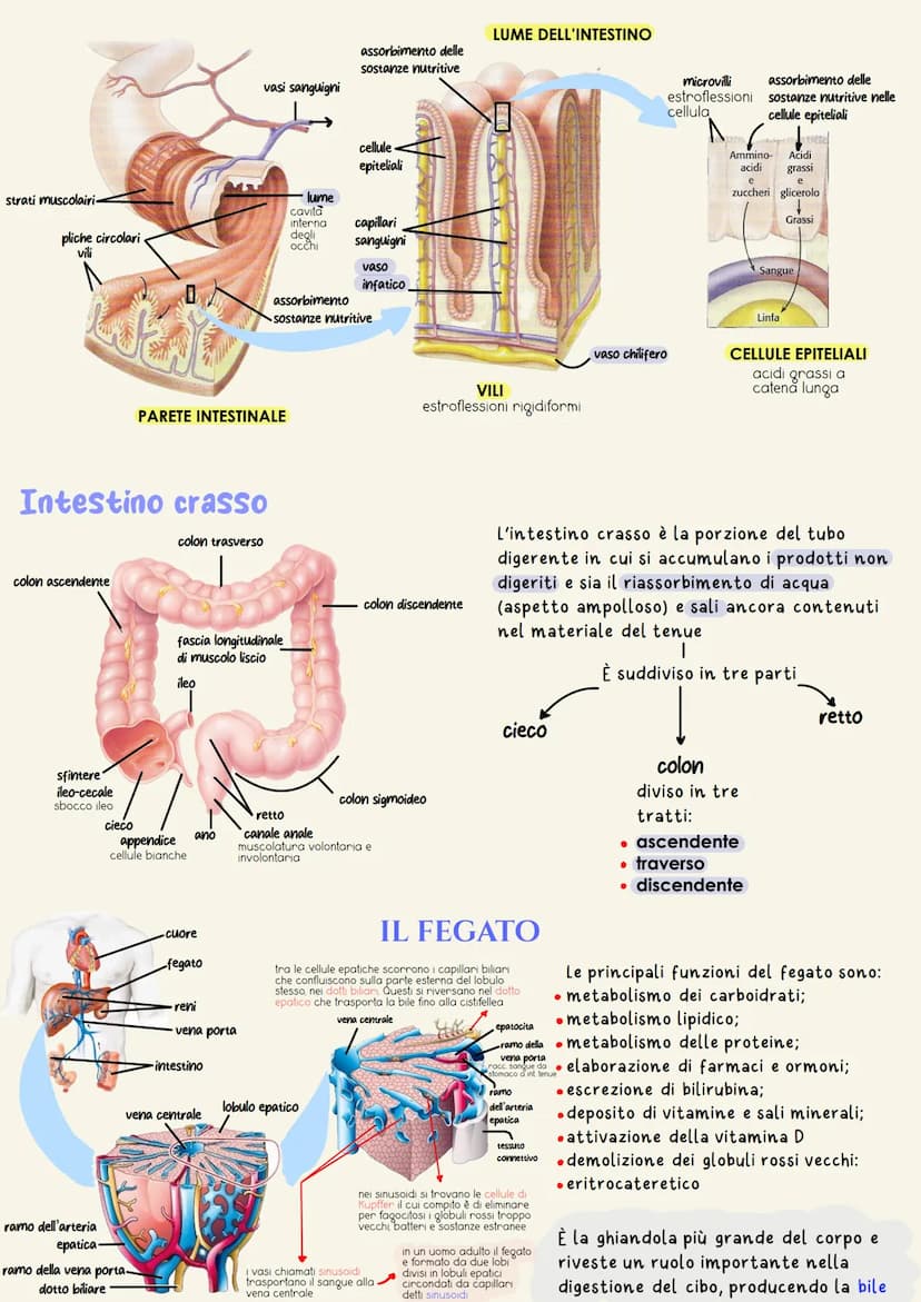 organi del tratto gastrointestinale
2
un tubo digerente che è composto da:
bocca
faringe
• esofago
- stomaco
ano
È il complesso degli organi