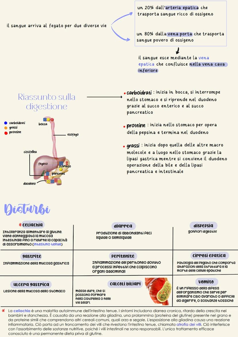 organi del tratto gastrointestinale
2
un tubo digerente che è composto da:
bocca
faringe
• esofago
- stomaco
ano
È il complesso degli organi