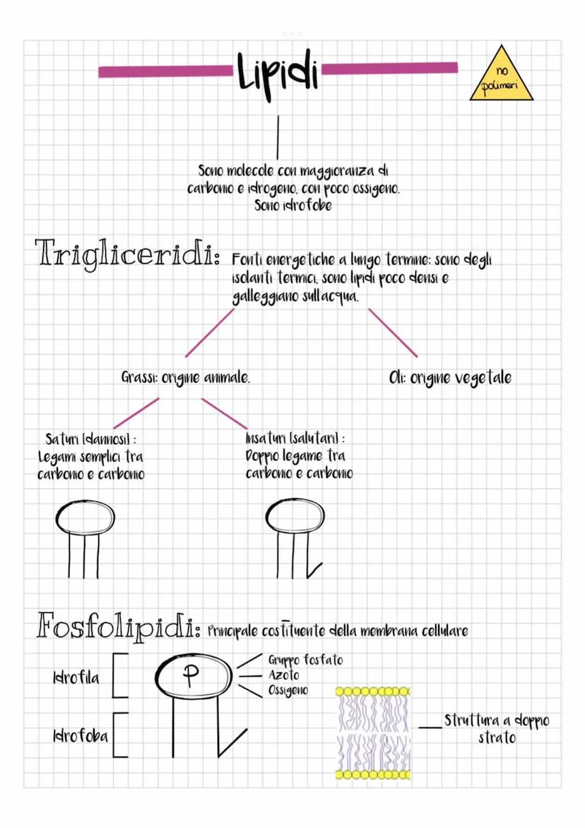 TIPIC
-Carboidrati
~ zuccheri ~
昙
Riserve energetiche
Semplici: ottenuti tramite idrolisi
Complessi: ottenuti tramite condensazione
pentosi
