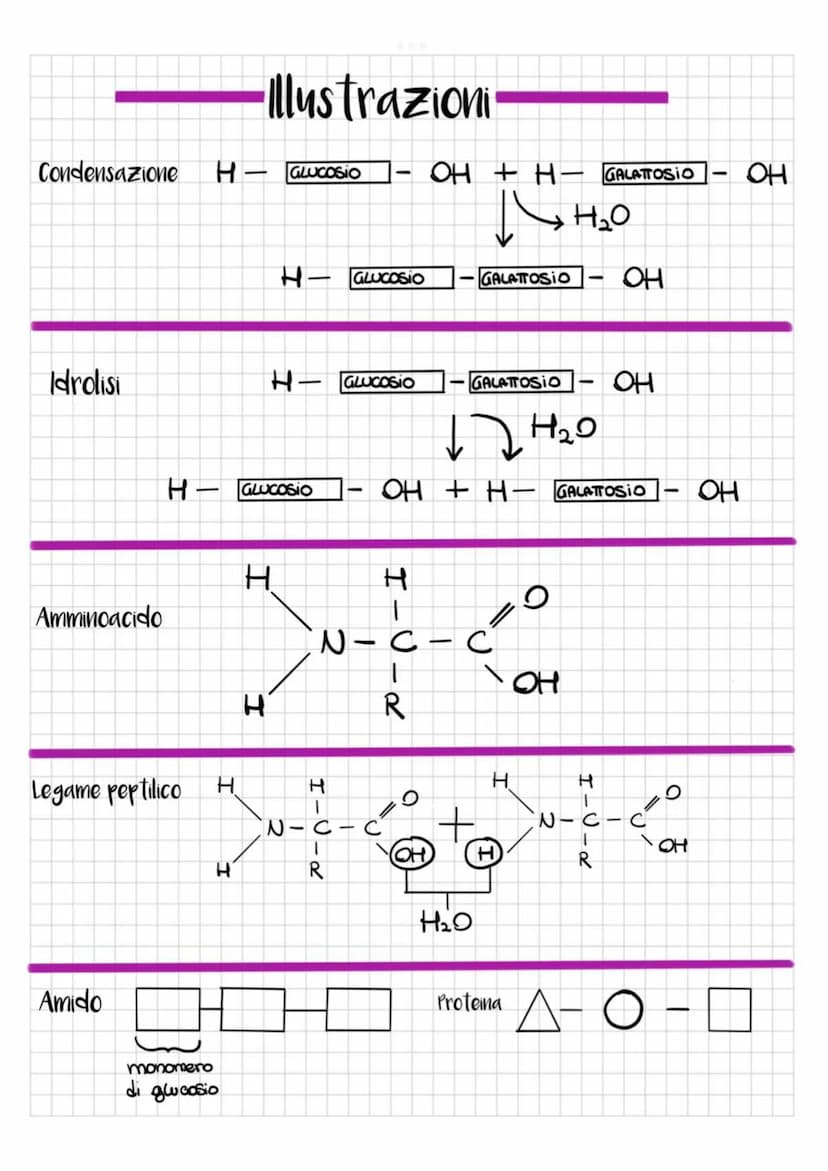 TIPIC
-Carboidrati
~ zuccheri ~
昙
Riserve energetiche
Semplici: ottenuti tramite idrolisi
Complessi: ottenuti tramite condensazione
pentosi
