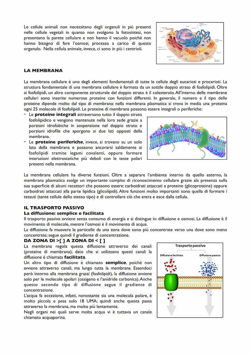 APPUNTI DI BIOLOGIA
LA CELLULA
La cellula è la più piccola struttura definibile come vivente. Le caratteristiche generali che
contraddisting