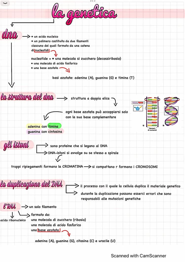 Know la genetica e le 3 leggi di Mendel thumbnail