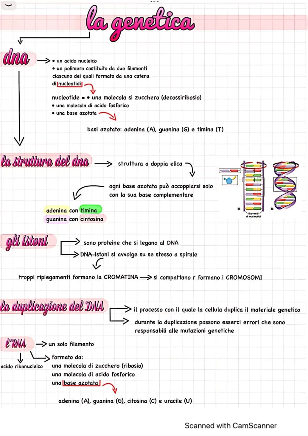 la genetica e le 3 leggi di Mendel