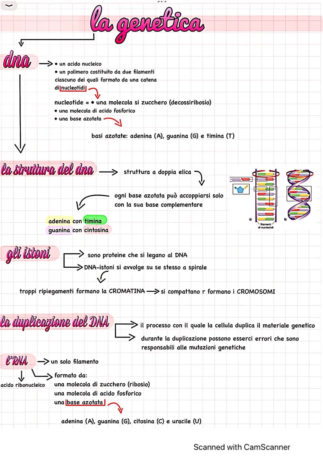 dna
la genetica
gli istoni
un acido nucleico
• un polimero costituito da due filamenti
ciascuno dei quali formato da una catena
di nucleotid