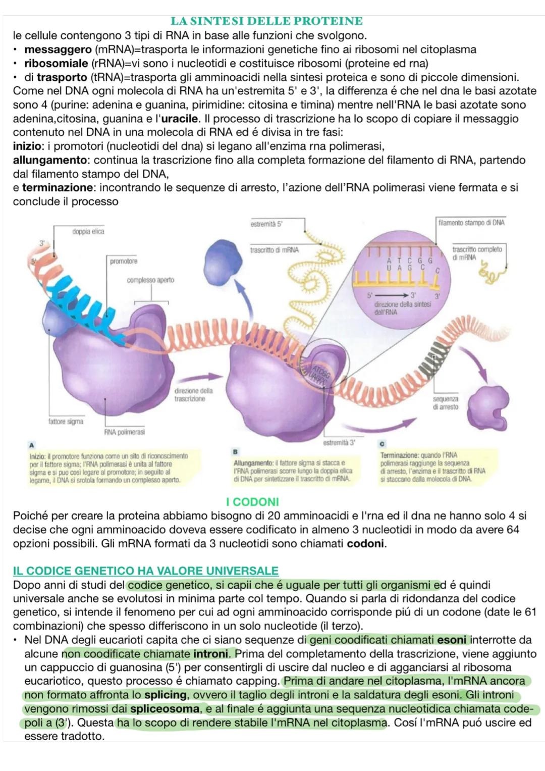 LA SINTESI DELLE PROTEINE
le cellule contengono 3 tipi di RNA in base alle funzioni che svolgono.
• messaggero (mRNA)=trasporta le informazi