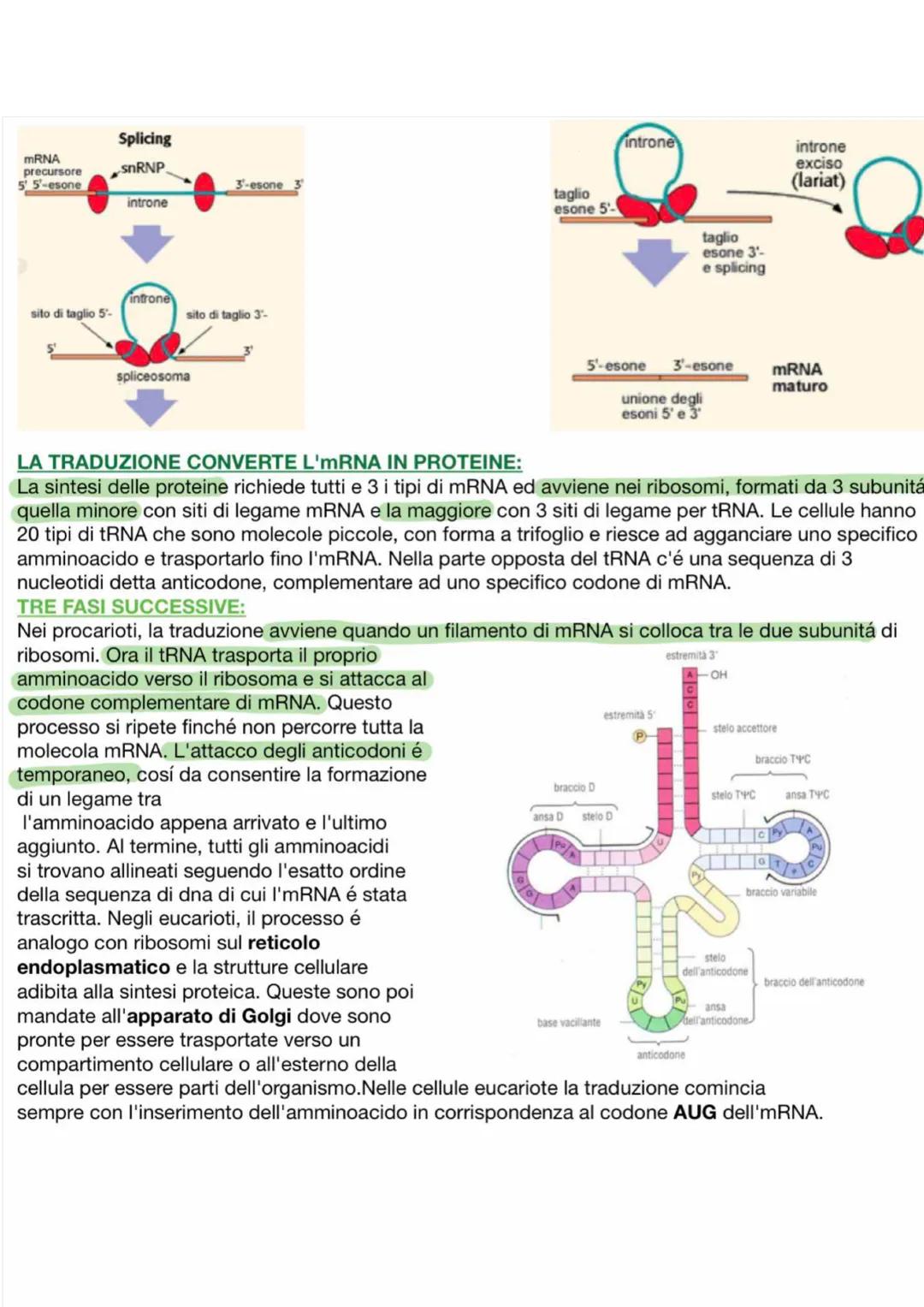 LA SINTESI DELLE PROTEINE
le cellule contengono 3 tipi di RNA in base alle funzioni che svolgono.
• messaggero (mRNA)=trasporta le informazi