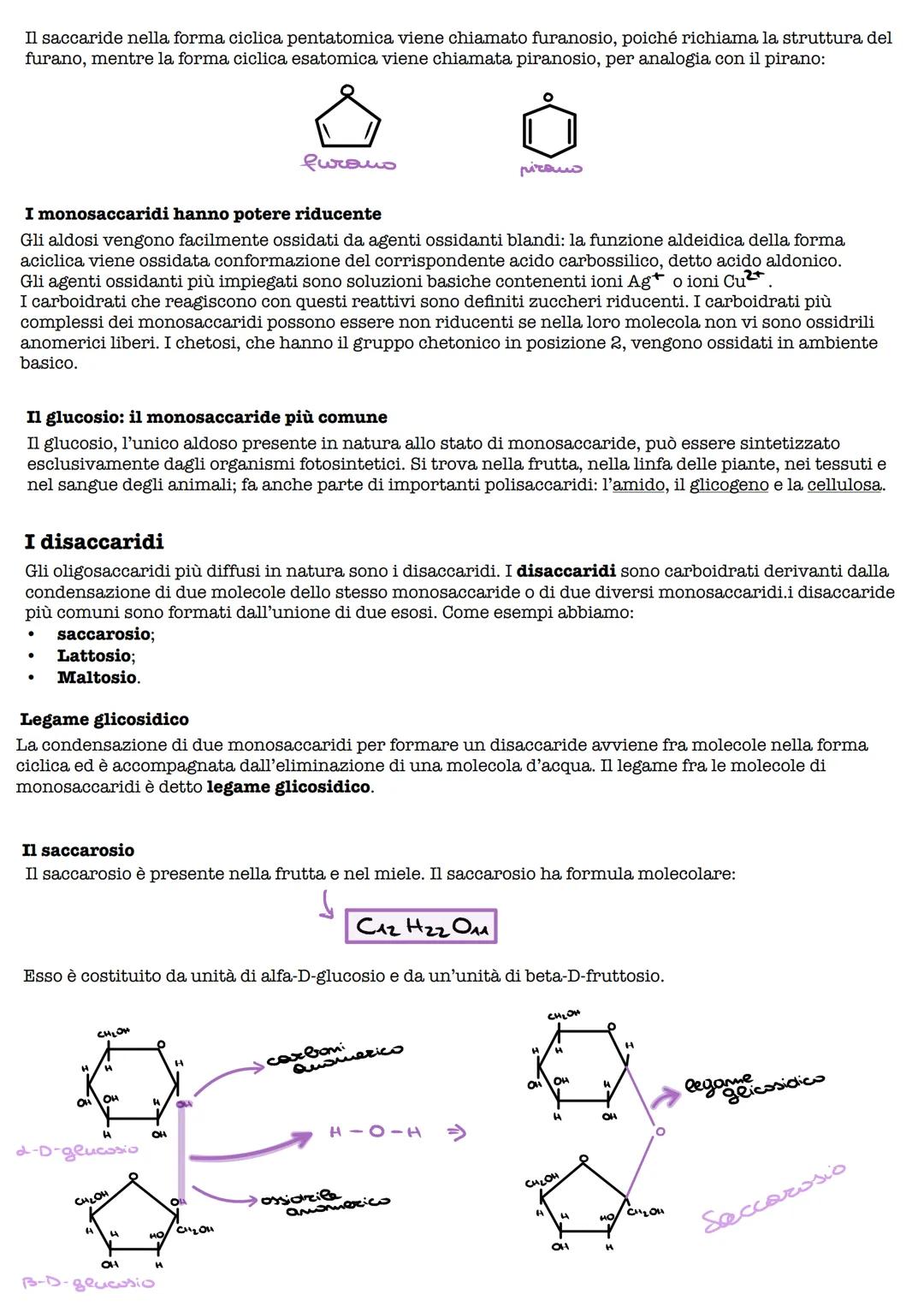I Carboidrati
I carboidrati sono le biomolecole più diffuse nel regno vegetale animale.e i carboidrati sono la maggiore
fonte di energia per