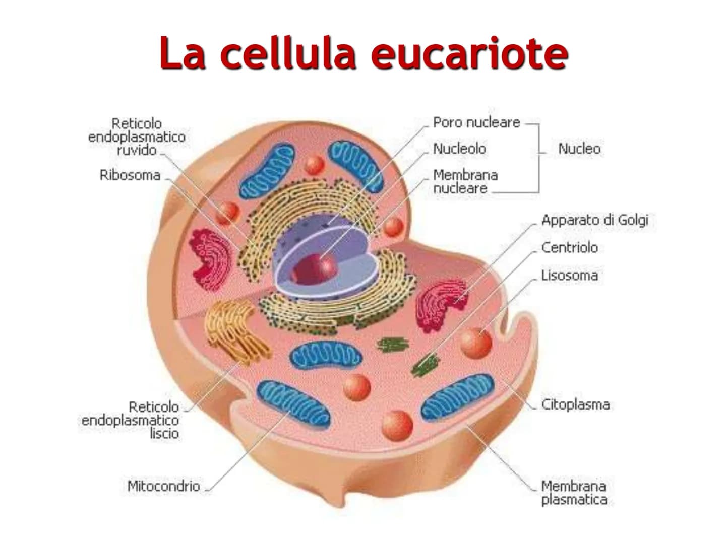 La cellula eucariote
Poro nucleare
Nucleolo
Membrana
nucleare
Reticolo
endoplasmatico
ruvido.
Ribosoma
Reticolo
endoplasmatico
liscio
Mitoco