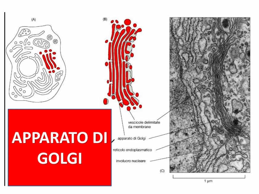 La cellula eucariote
Poro nucleare
Nucleolo
Membrana
nucleare
Reticolo
endoplasmatico
ruvido.
Ribosoma
Reticolo
endoplasmatico
liscio
Mitoco