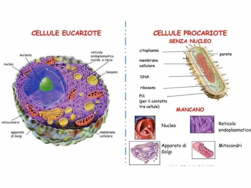 La cellula eucariote
Poro nucleare
Nucleolo
Membrana
nucleare
Reticolo
endoplasmatico
ruvido.
Ribosoma
Reticolo
endoplasmatico
liscio
Mitoco