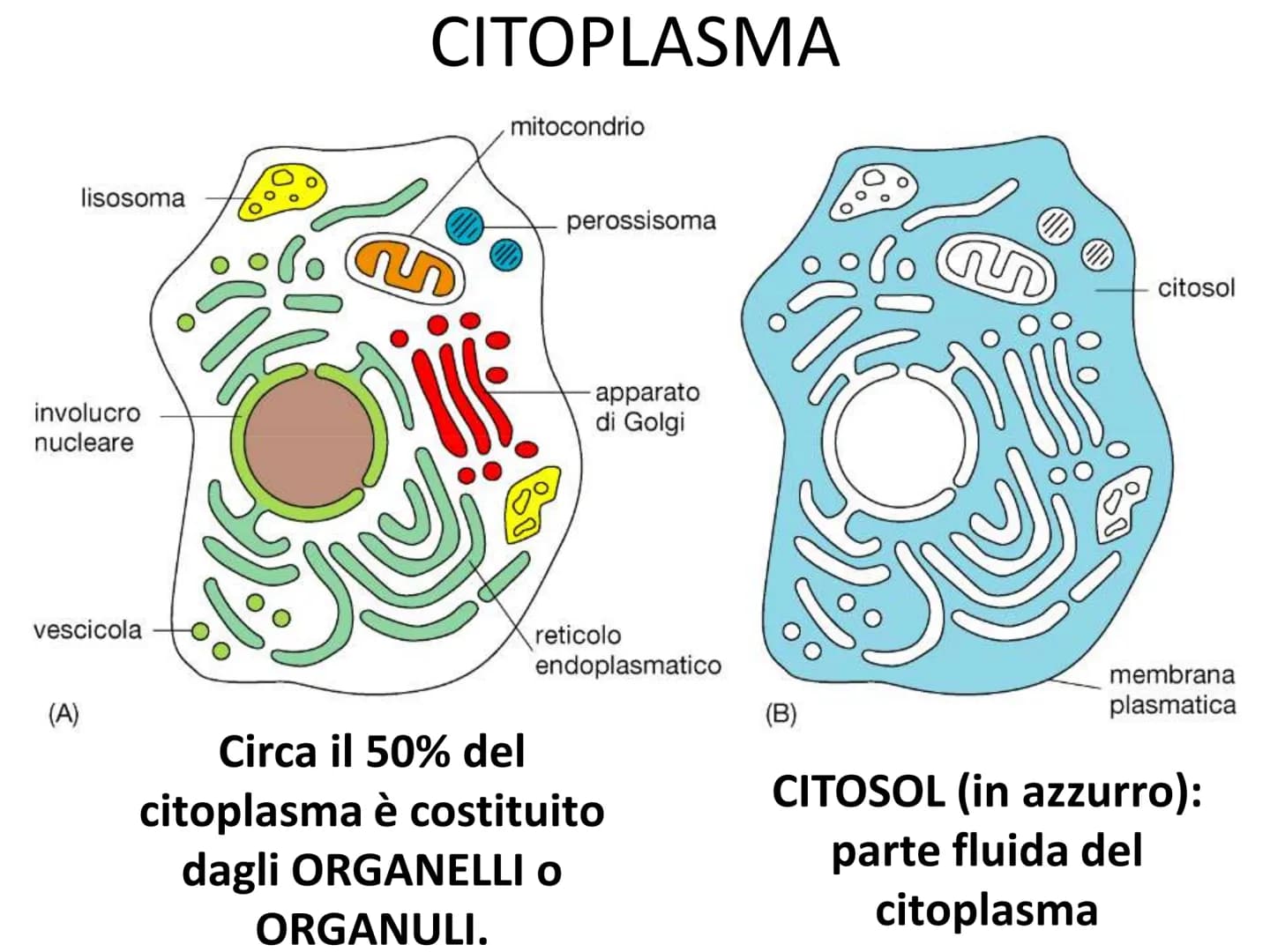 La cellula eucariote
Poro nucleare
Nucleolo
Membrana
nucleare
Reticolo
endoplasmatico
ruvido.
Ribosoma
Reticolo
endoplasmatico
liscio
Mitoco