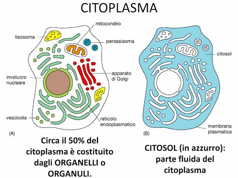 La cellula eucariote
Poro nucleare
Nucleolo
Membrana
nucleare
Reticolo
endoplasmatico
ruvido.
Ribosoma
Reticolo
endoplasmatico
liscio
Mitoco