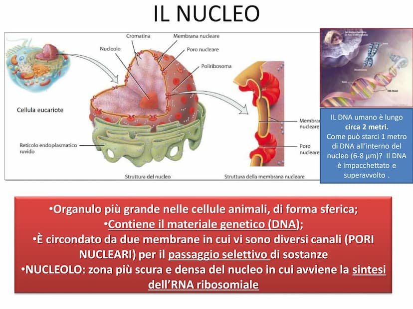 La cellula eucariote
Poro nucleare
Nucleolo
Membrana
nucleare
Reticolo
endoplasmatico
ruvido.
Ribosoma
Reticolo
endoplasmatico
liscio
Mitoco