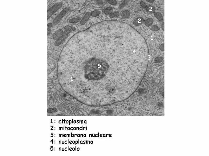 La cellula eucariote
Poro nucleare
Nucleolo
Membrana
nucleare
Reticolo
endoplasmatico
ruvido.
Ribosoma
Reticolo
endoplasmatico
liscio
Mitoco