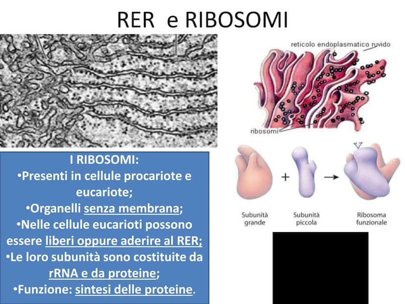 La cellula eucariote
Poro nucleare
Nucleolo
Membrana
nucleare
Reticolo
endoplasmatico
ruvido.
Ribosoma
Reticolo
endoplasmatico
liscio
Mitoco