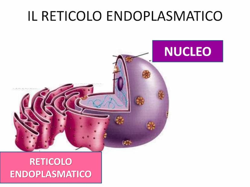 La cellula eucariote
Poro nucleare
Nucleolo
Membrana
nucleare
Reticolo
endoplasmatico
ruvido.
Ribosoma
Reticolo
endoplasmatico
liscio
Mitoco