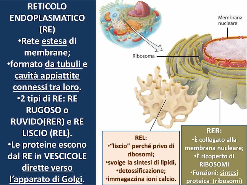 La cellula eucariote
Poro nucleare
Nucleolo
Membrana
nucleare
Reticolo
endoplasmatico
ruvido.
Ribosoma
Reticolo
endoplasmatico
liscio
Mitoco