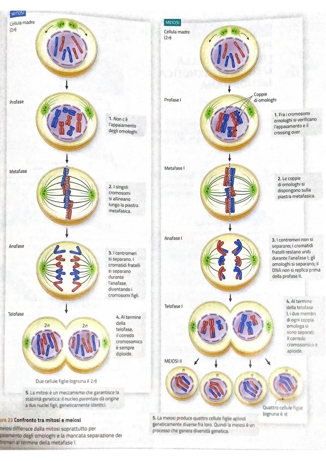 prima della mater
la spiralizzazione del DNA Consiste
in un ripiegamento della molecola che si avvolge su se stessa
grazie a delle proteine 