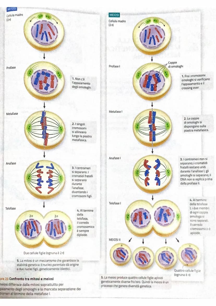 prima della mater
la spiralizzazione del DNA Consiste
in un ripiegamento della molecola che si avvolge su se stessa
grazie a delle proteine 