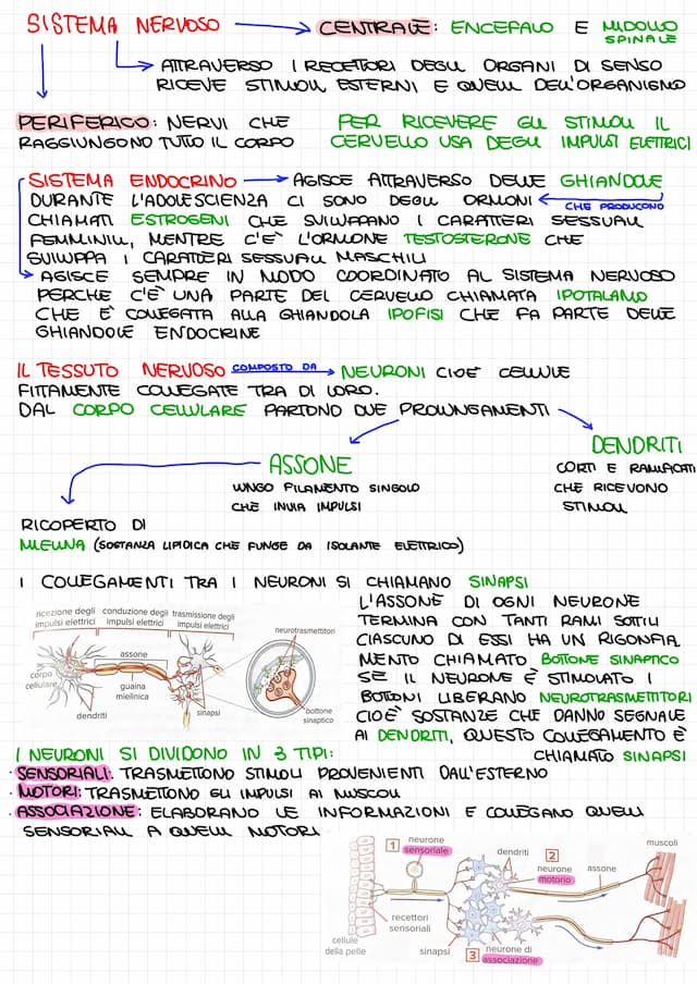 Know Scienze: sistema nervoso, sistema endocrino e occhio thumbnail