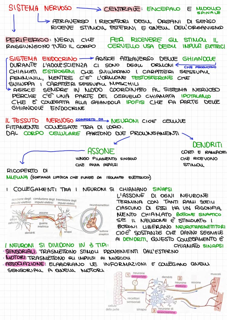 Know Scienze: sistema nervoso, sistema endocrino e occhio thumbnail