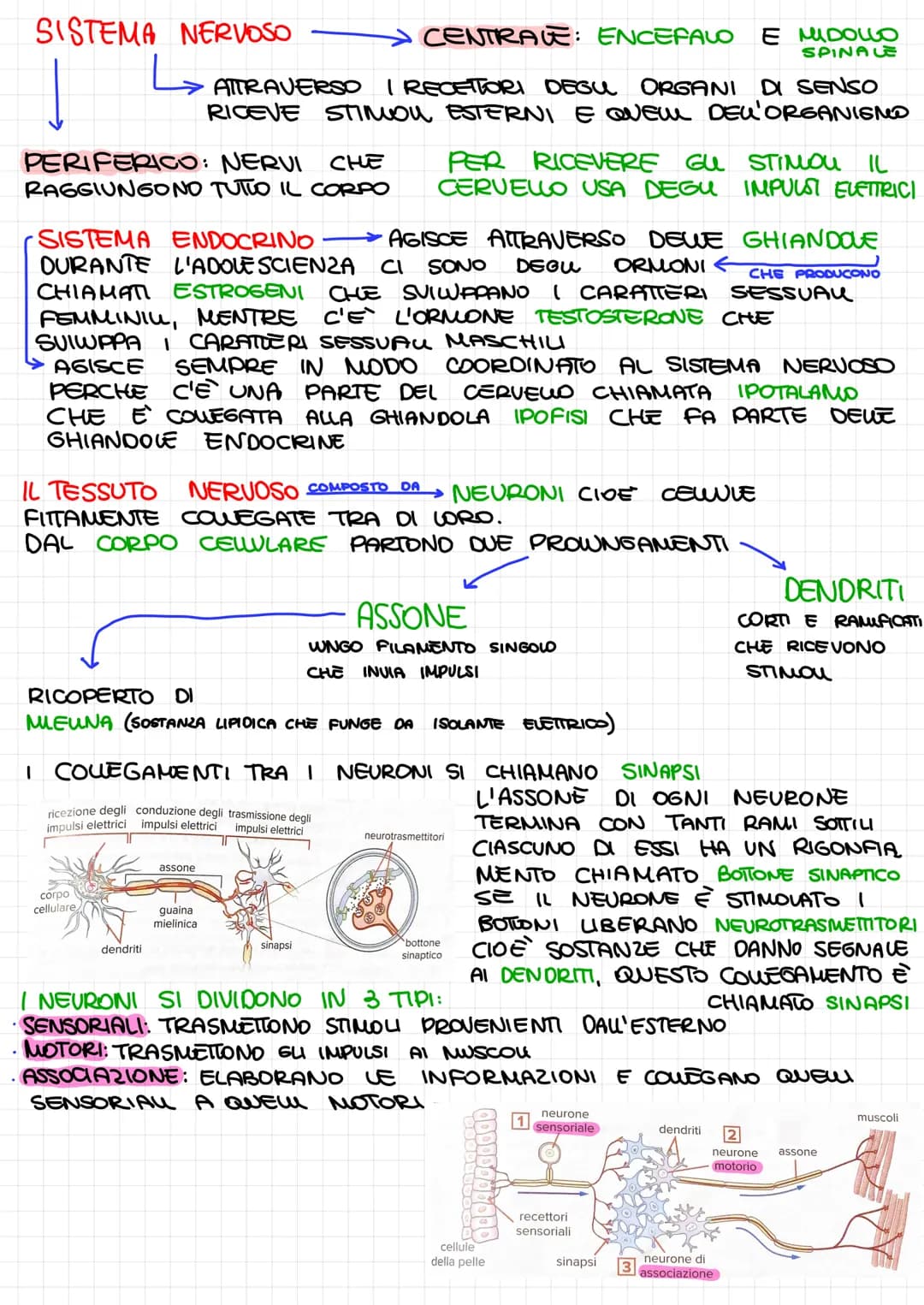 SISTEMA NERVOSO
PERIFERICO: NERVI CHE
RAGGIUNGONO TUTTO IL CORPO
ATTRAVERSO I RECETTORI DEGU ORGANI DI SENSO
RICEVE STIMON ESTERNI E QUEM DE