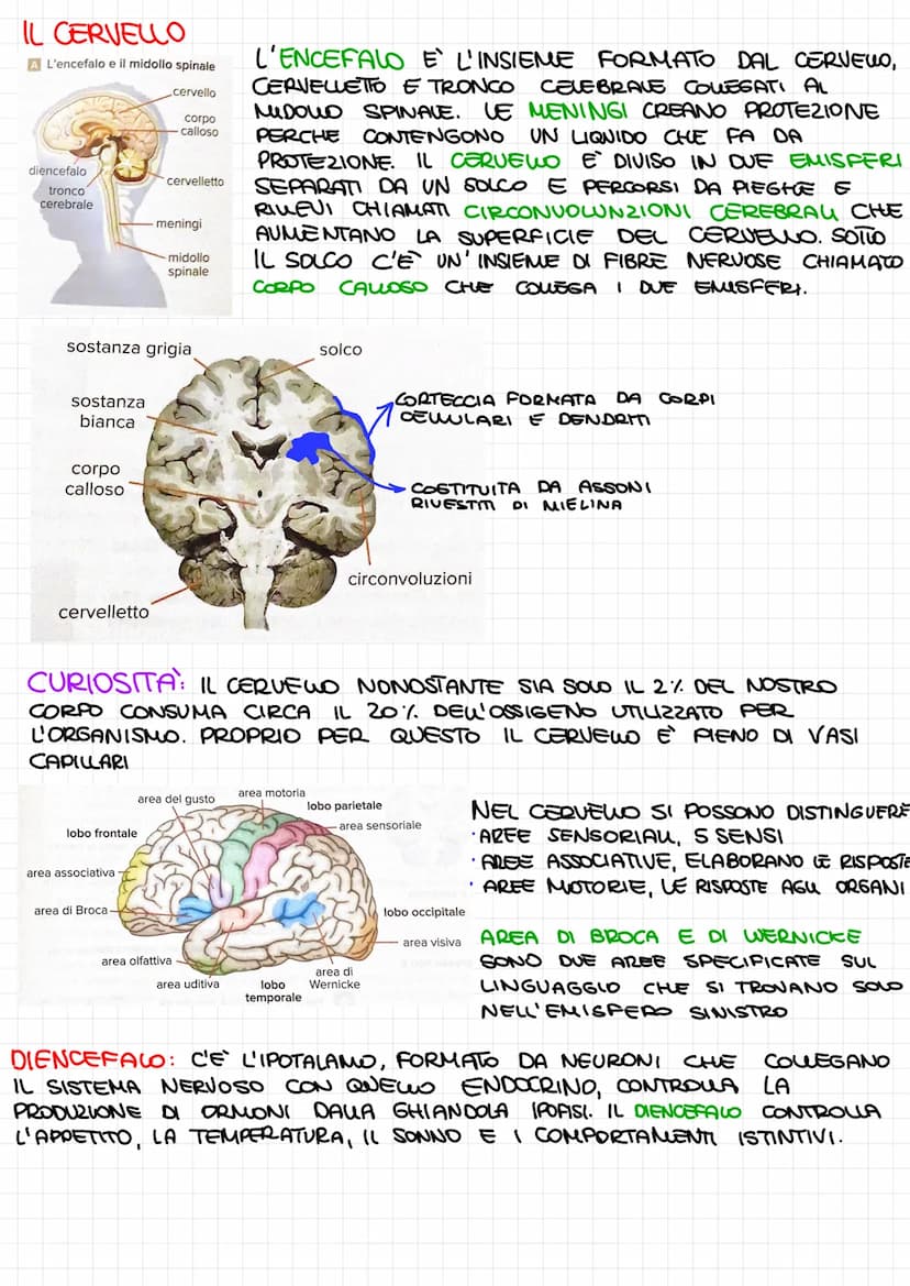 SISTEMA NERVOSO
PERIFERICO: NERVI CHE
RAGGIUNGONO TUTTO IL CORPO
ATTRAVERSO I RECETTORI DEGU ORGANI DI SENSO
RICEVE STIMON ESTERNI E QUEM DE