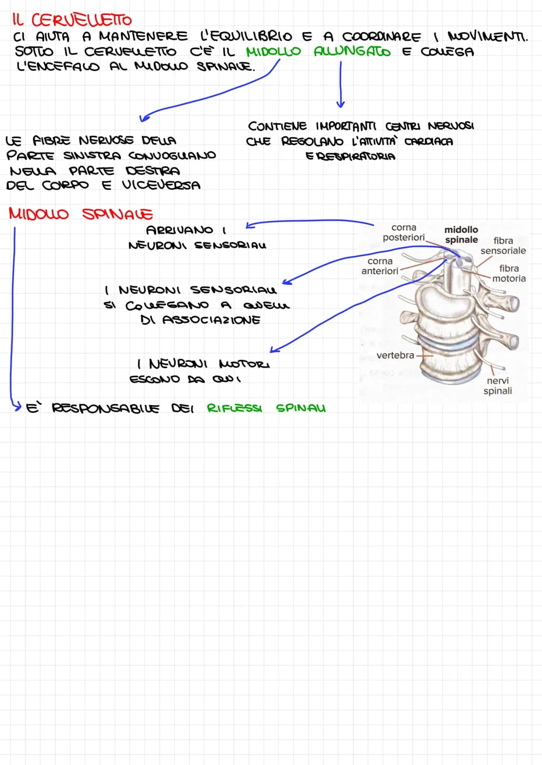 SISTEMA NERVOSO
PERIFERICO: NERVI CHE
RAGGIUNGONO TUTTO IL CORPO
ATTRAVERSO I RECETTORI DEGU ORGANI DI SENSO
RICEVE STIMON ESTERNI E QUEM DE