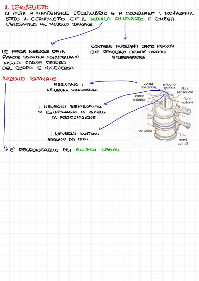SISTEMA NERVOSO
PERIFERICO: NERVI CHE
RAGGIUNGONO TUTTO IL CORPO
ATTRAVERSO I RECETTORI DEGU ORGANI DI SENSO
RICEVE STIMON ESTERNI E QUEM DE