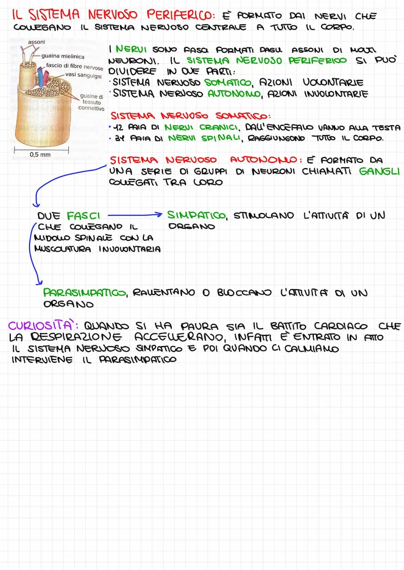 SISTEMA NERVOSO
PERIFERICO: NERVI CHE
RAGGIUNGONO TUTTO IL CORPO
ATTRAVERSO I RECETTORI DEGU ORGANI DI SENSO
RICEVE STIMON ESTERNI E QUEM DE