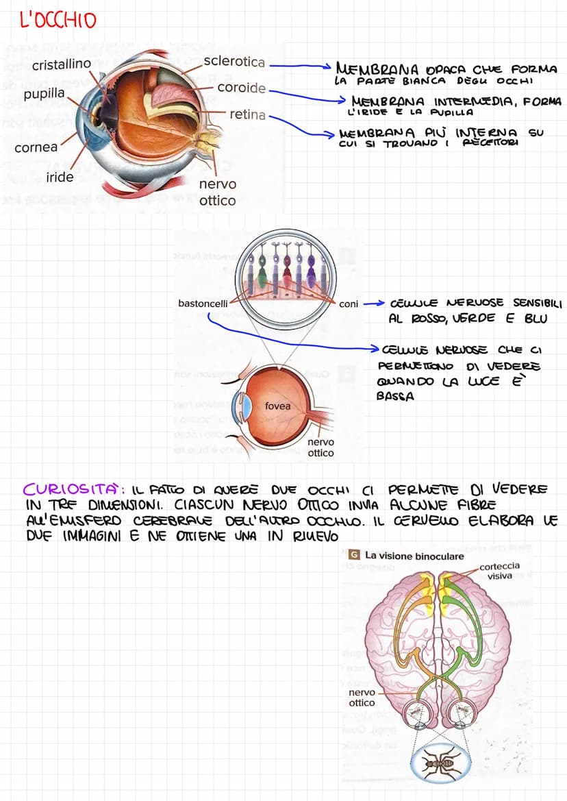 SISTEMA NERVOSO
PERIFERICO: NERVI CHE
RAGGIUNGONO TUTTO IL CORPO
ATTRAVERSO I RECETTORI DEGU ORGANI DI SENSO
RICEVE STIMON ESTERNI E QUEM DE