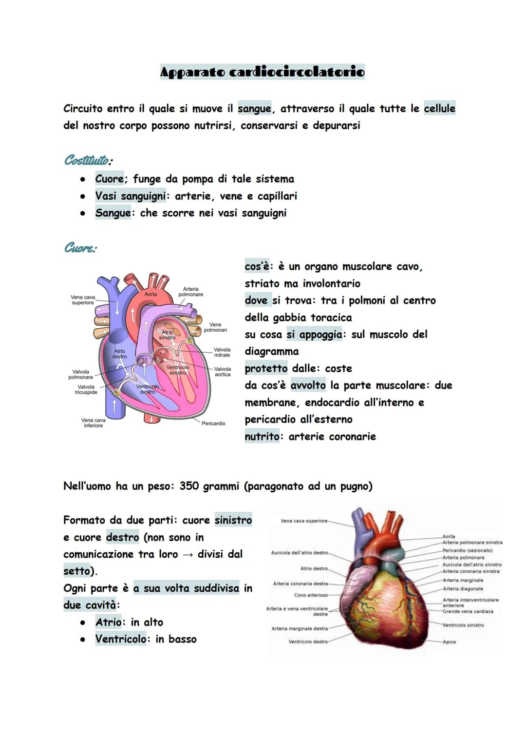 Circuito entro il quale si muove il sangue, attraverso il quale tutte le cellule
del nostro corpo possono nutrirsi, conservarsi e depurarsi
