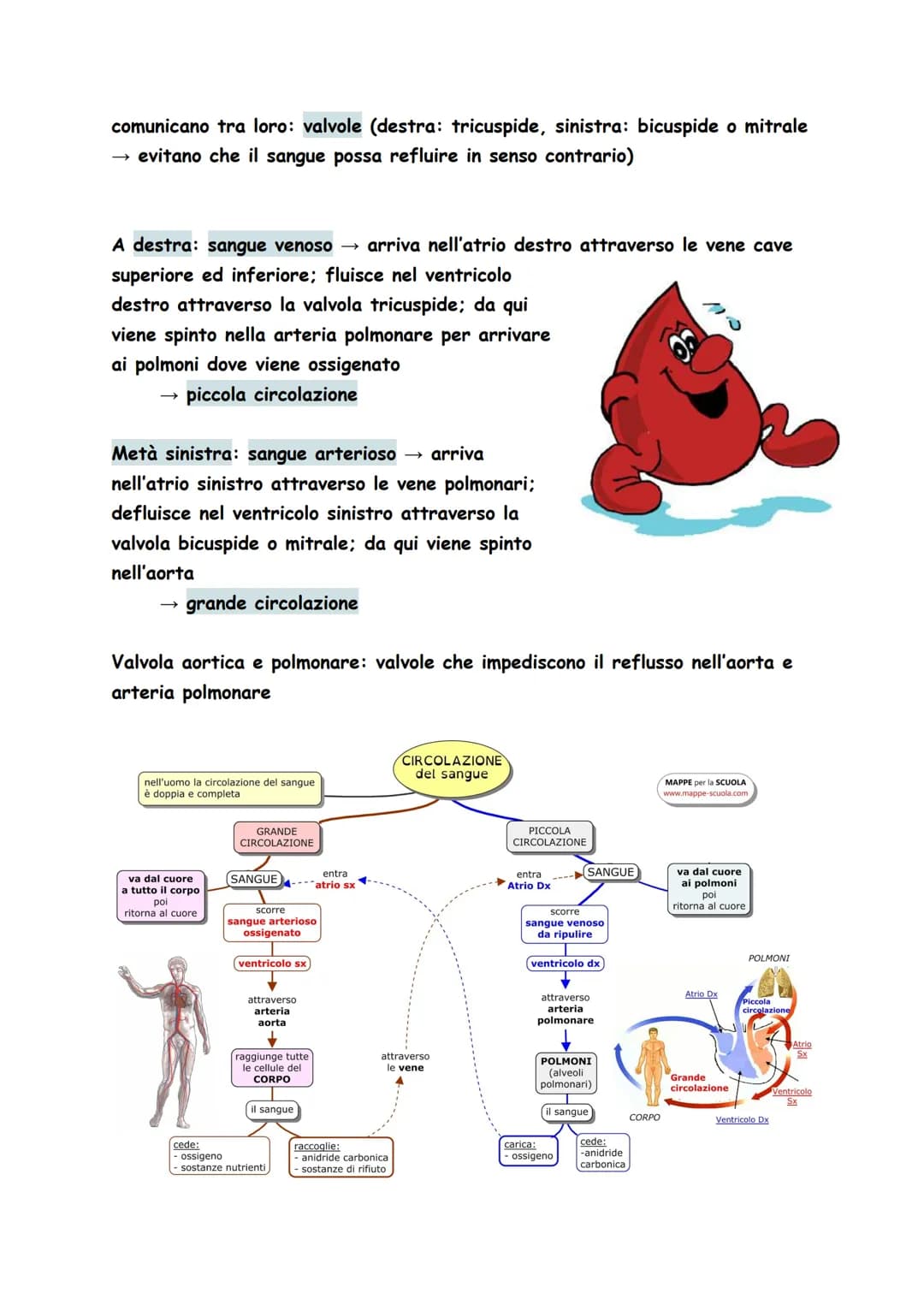 Circuito entro il quale si muove il sangue, attraverso il quale tutte le cellule
del nostro corpo possono nutrirsi, conservarsi e depurarsi
