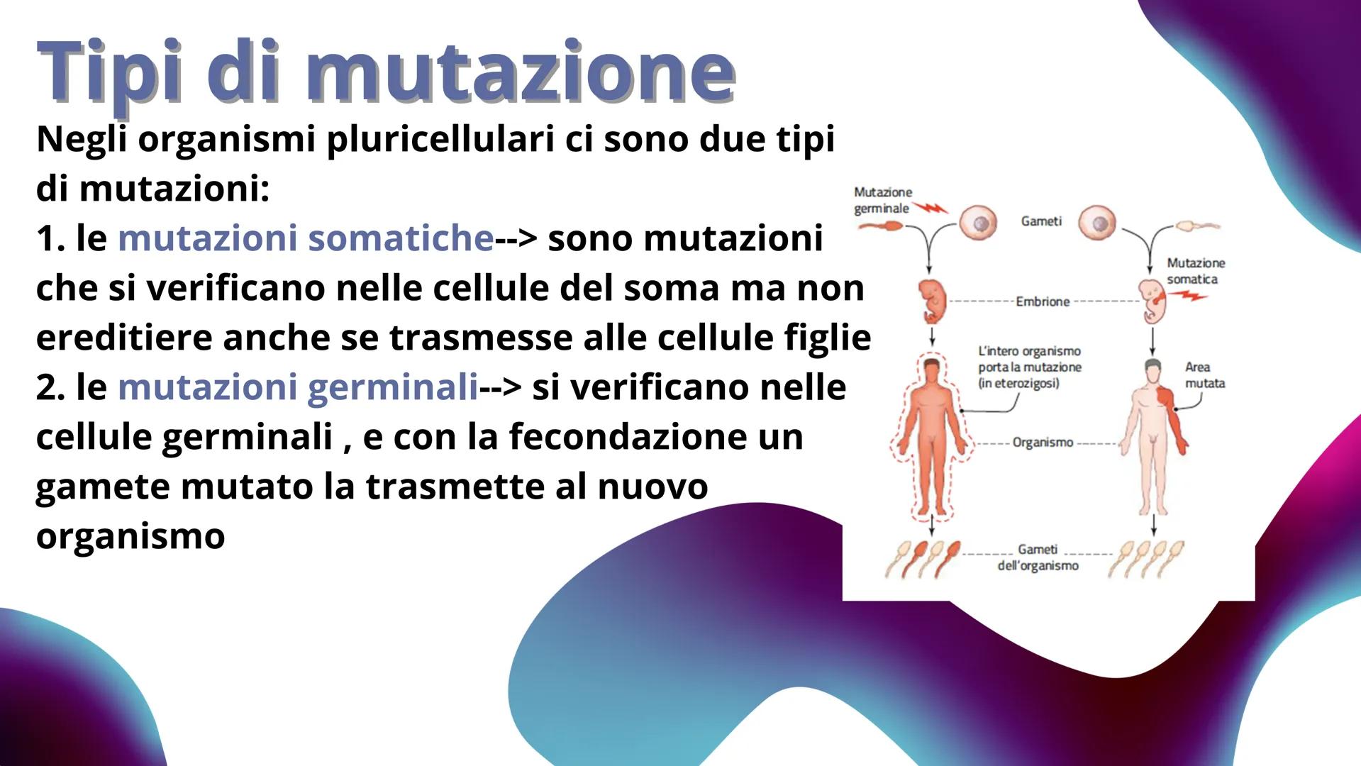 LE MUTAZIONI Definizione
Gli errori che possono interessare il DNA sono chiamati mutazioni. Esse possono
portare ad un difetto funzionale op