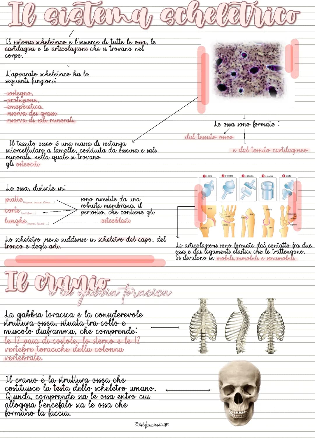 Il Sistema Scheletrico: Struttura, Cranio e Gabbia Toracica - Guida Completa