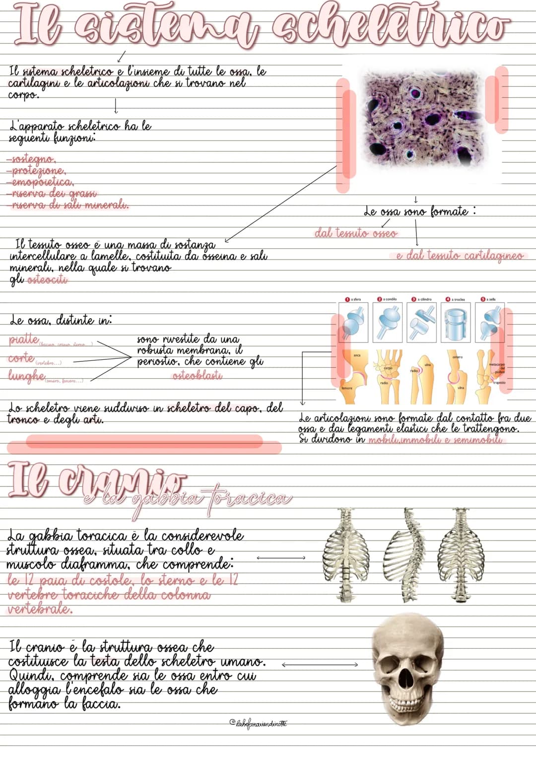Il sistema scheletrico
le
Il sistema scheletrico e l'insieme di tutte le ossa.
cartilagini e le articolazioni che si trovano
corpo.
L'appara