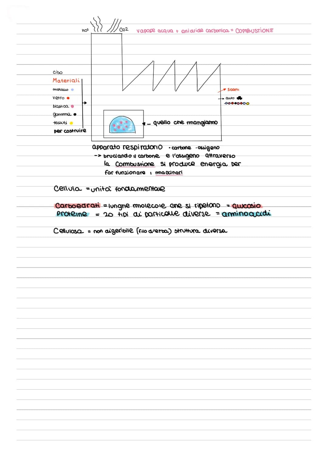 Scienze, APPARATO RESPIRATORIO