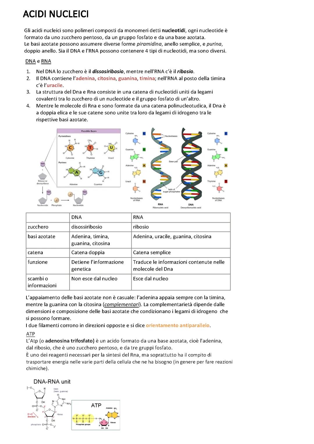Nozione sugli Acidi Nucleici: Struttura e Funzione