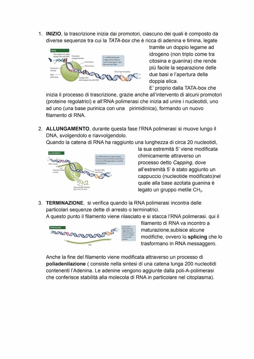 DAL DNA ALLE PROTEINE
Il dogma centrale
Dopo aver definito la struttura del DNA, molti scienziati iniziarono ad analizzare i
processi che co