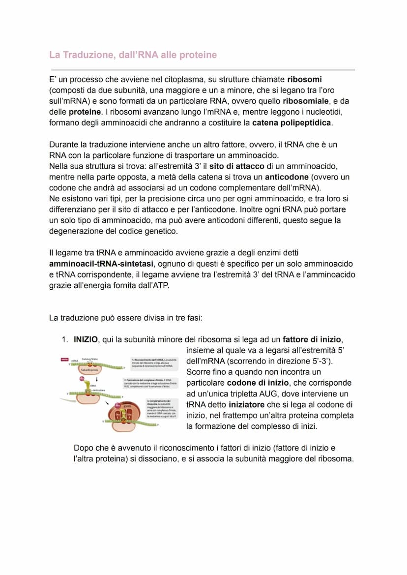 DAL DNA ALLE PROTEINE
Il dogma centrale
Dopo aver definito la struttura del DNA, molti scienziati iniziarono ad analizzare i
processi che co
