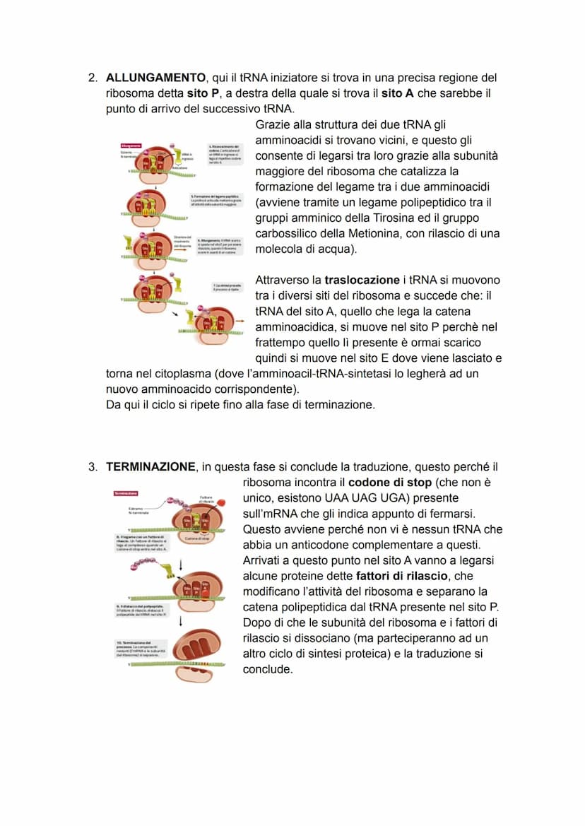DAL DNA ALLE PROTEINE
Il dogma centrale
Dopo aver definito la struttura del DNA, molti scienziati iniziarono ad analizzare i
processi che co