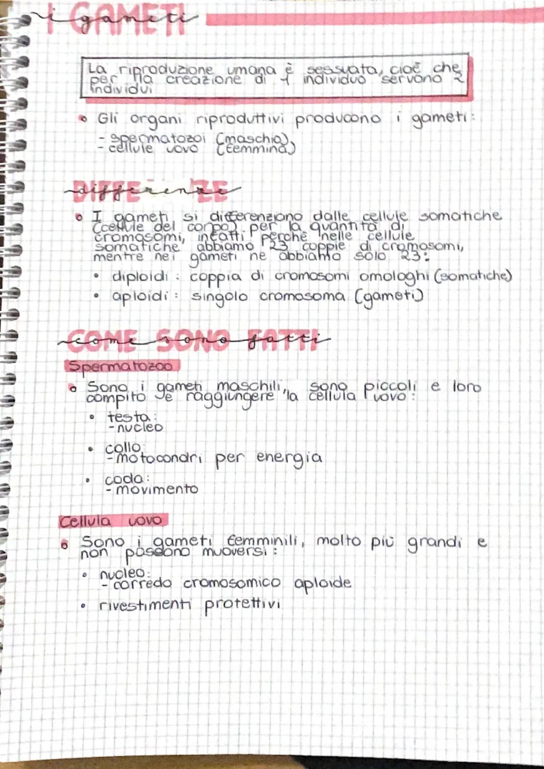 # I GAMETI

La riproduzione umana è sessuata, cioè che
per la creazione di 1 individuo servono 2
individui

*   Gli organi riproduttivi prod