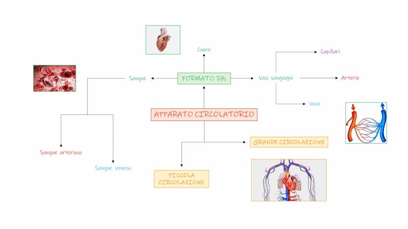 SCHEMI SCIENZE
MOTORIE APPARATO
SCHELETRICO-ARTICOLARE
la componente passiva del movimento Periostio
Osteosciti
Osseina
Midollo osseo
STRUTT